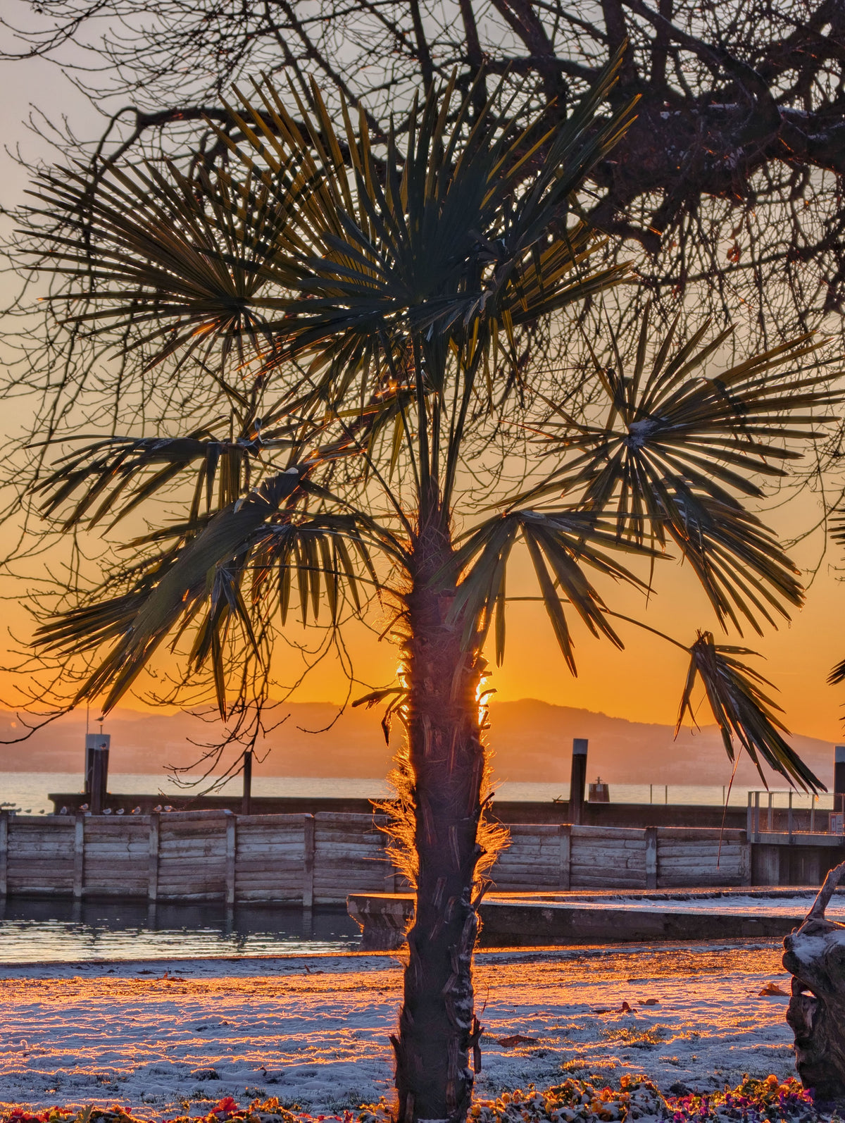 Palm of Gold
